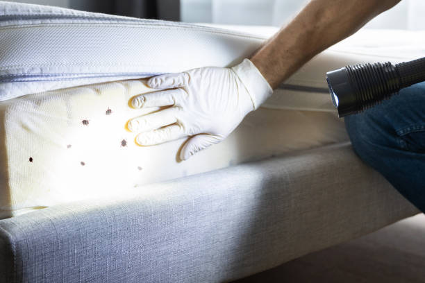 Best Affordable Exterminators  in Irwin, SC