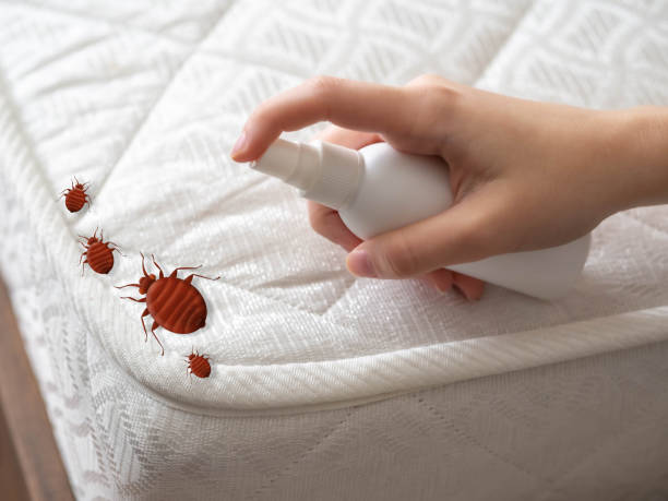 Best Affordable Pest Control Services  in Irwin, SC