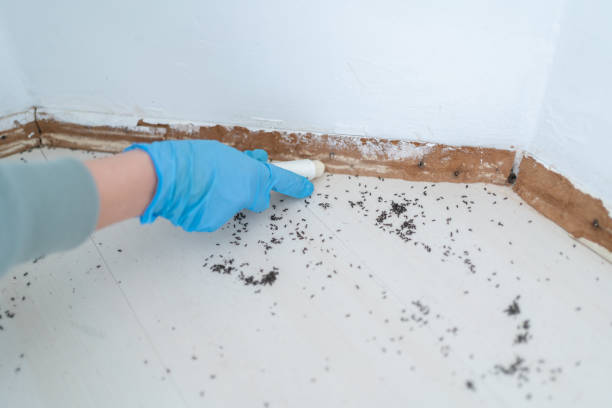 Wasp Removal Services in Irwin, SC